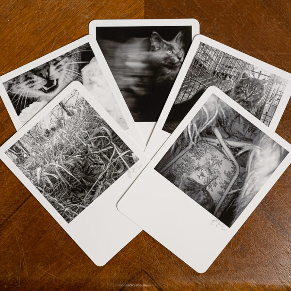 My Feral Family Deluxe 9 Card Set - Expanded View. Set Includes 1 of 5 limited edition Fine Art Prints. (Edition Size: 20 of each print) Photo printed on Hahnemühle Photo Rag Fine Art Paper
