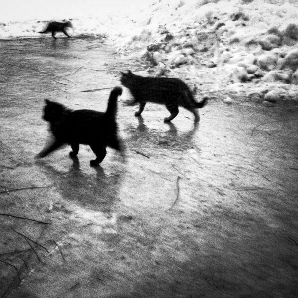 Cats on Ice; New Franken, WI 2014; © 2014 Jason Houge, All Rights Reserved