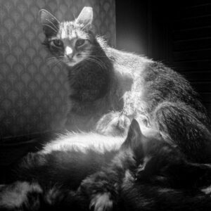 Ernie Feeding Kittens as Loraine Sleeps; New Franken, WI 2014; © 2014 Jason Houge, All rights Reserved