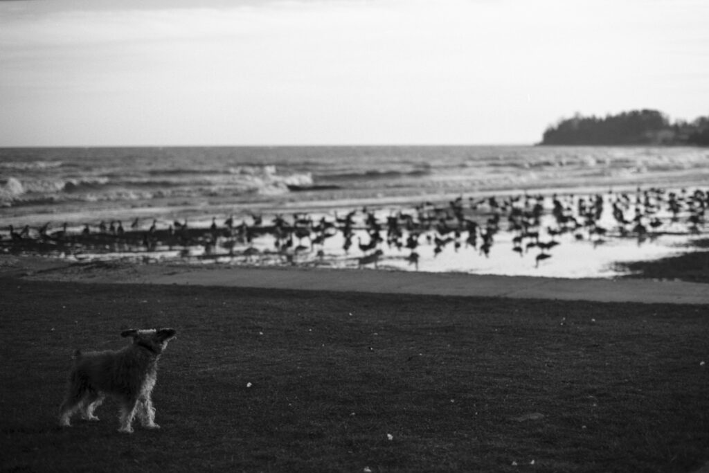Buster on the beach; Algoma, WI 2010; © 2022 Jason Houge, All Rights Reserved; Algoma_007