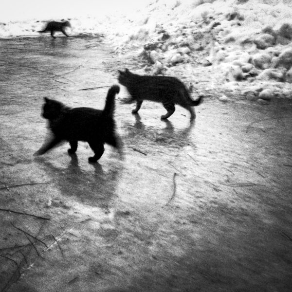 Cats on Ice; New Franken, WI 2014; © 2021 Jason Houge, All Rights Reserved; MFF_036