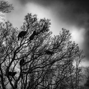 Cat Tree No. 2 | JasonHouge.art Cat Tree No. 2; New Franken, WI 2014; © 2021 Jason Houge, All Rights Reserved; MFF_046_4c4_B