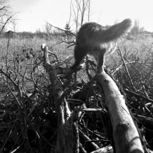 Homeland; New Franken, WI 2014; © 2021 Jason Houge, All Rights Reserved; MFF_147
