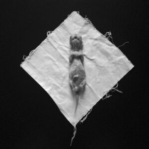 Daisy, The Stillborn Kitten No. 2; New Franken, WI 2014; © 2021 Jason Houge, All Rights Reserved; MFF_155