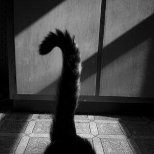 Ernie's Tail; New Franken, WI 2014; © 2021 Jason Houge, All Rights Reserved; MFF_164