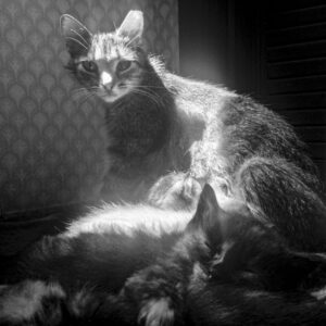 Ernie Feeding Kittens | JasonHouge.art Ernie Feeding Kittens and Loraine Sleeps; New Franken, WI 2014; © 2021 Jason Houge, All Rights Reserved; MFF_181