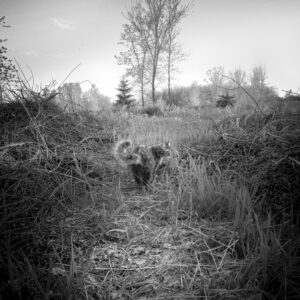 Walk Alone; New Franken, WI 2014; © 2021 Jason Houge, All Rights Reserved; MFF_187