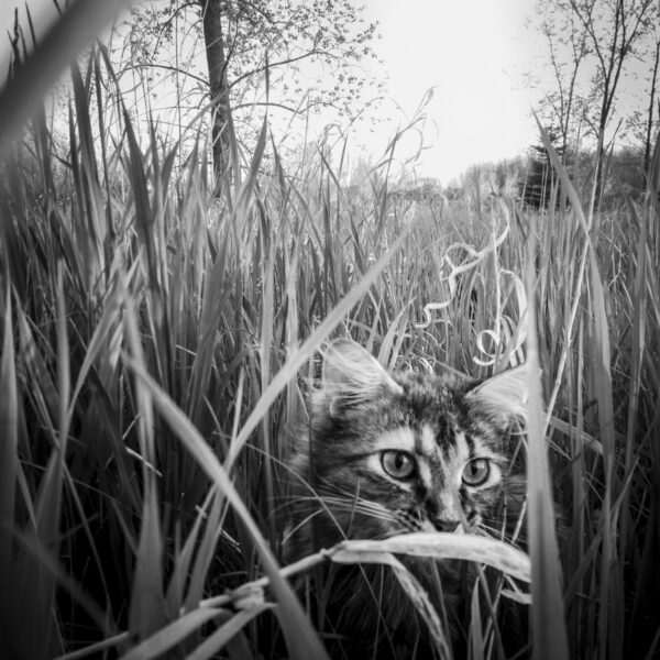 Moustache Cat; New Franken, WI 2014; © 2021 Jason Houge, All Rights Reserved; MFF_188