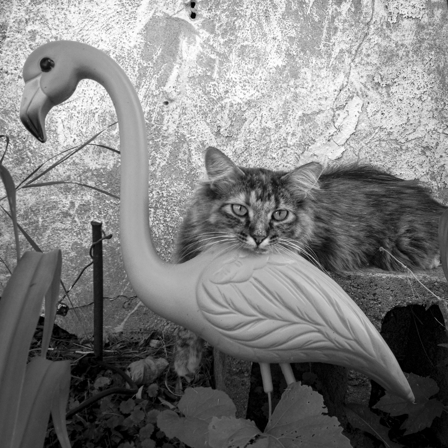 Shelly and the Garden Flamingo; New Franken, WI 2014; © 2021 Jason Houge, All Rights Reserved; MFF_250