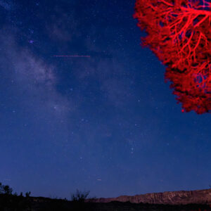 Red Broccoli; Noctilucent Black; © 2023 Jason Houge, All Rights Reserved