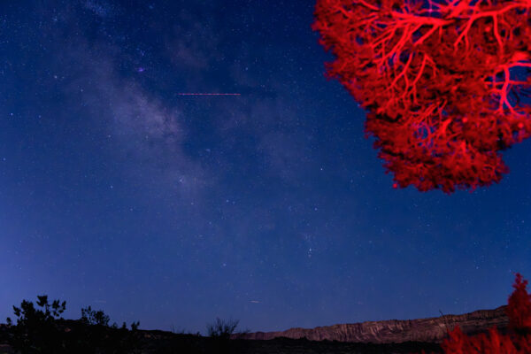 Red Broccoli; Noctilucent Black; © 2023 Jason Houge, All Rights Reserved