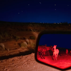 Red Mustangs | JasonHouge.art Red Mustangs; Noctilucent Black; © 2023 Jason Houge, All Rights Reserved