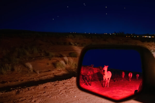 Red Mustangs; Noctilucent Black; © 2023 Jason Houge, All Rights Reserved