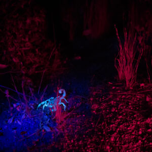 Scorpio | JasonHouge.art Scorpio; Noctilucent Black; © 2023 Jason Houge, All Rights Reserved