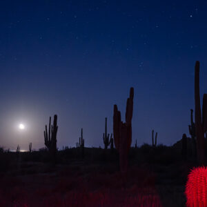 Moon Rise in Saguaro; Noctilucent Black; © 2023 Jason Houge, All Rights Reserved