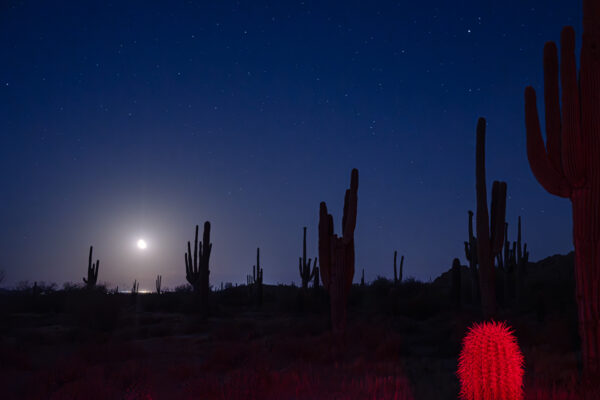 Moon Rise in Saguaro; Noctilucent Black; © 2023 Jason Houge, All Rights Reserved