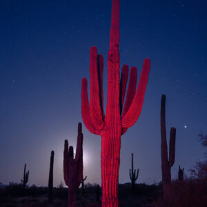 Red Saguaro; Noctilucent Black; © 2023 Jason Houge, All Rights Reserved