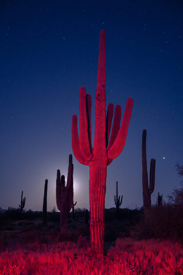 Red Saguaro; Noctilucent Black; © 2023 Jason Houge, All Rights Reserved