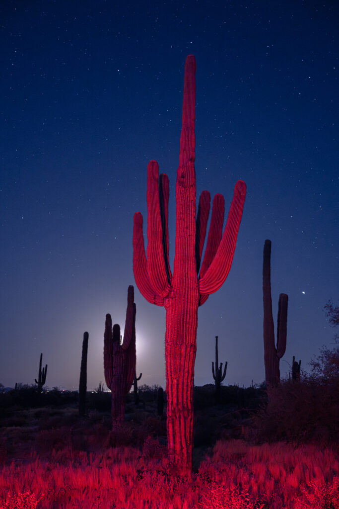 Red Saguaro; Noctilucent Black; © 2023 Jason Houge, All Rights Reserved