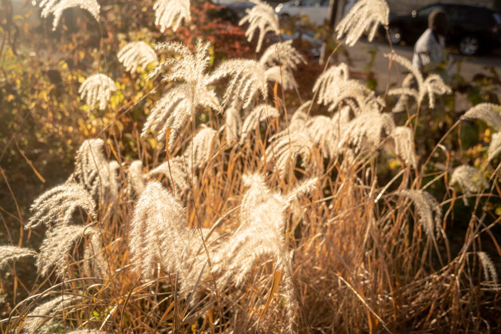 Deep Blue: Grass © 2022 Jason Houge, All Rights Reserved