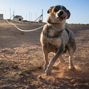 Sweet Girl, Many Farms, Arizona; 2023, June 27, 7:55pm © 2025 Jason Houge, All Rights Reserved