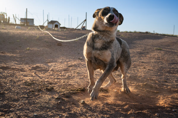 Sweet Girl, Many Farm, Arizona; 2023, June 27, 7:55pm © 2025 Jason Houge, All Rights Reserved