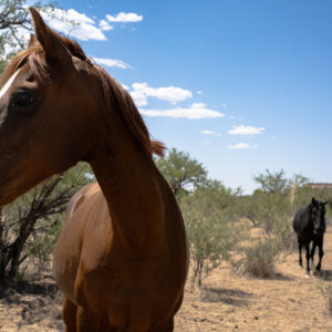 Rio Rico, Arizona; 2023, July 2, 3:08pm © 2025 Jason Houge, All Rights Reserved