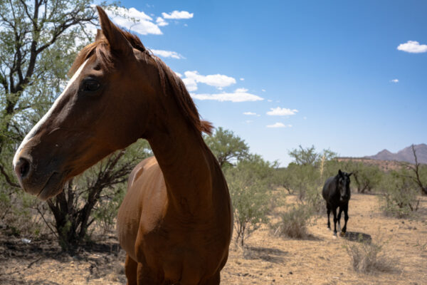 Rio Rico, Arizona; 2023, July 2, 3:08pm © 2025 Jason Houge, All Rights Reserved