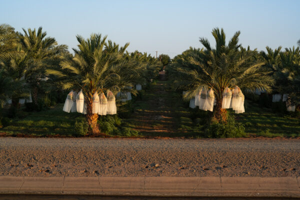 Dates, Yuma Area, Arizona; 2023, July 10, 8:19pm © 2025 Jason Houge, All Rights Reserved