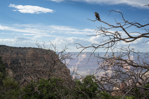 South Rim, Grand Canyon, Arizona; 2024, June 22, 6:50pm © 2025 Jason Houge, All Rights Reserved