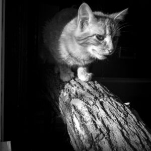 Untitled Buttercup; New Franken, WI 2014; MFF139