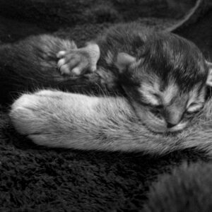 5 days old; New Franken, WI 2014; MFF142