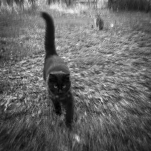 Playing with Cooper; MFF178