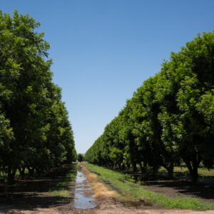 Pecans, Sahuarita, Arizona; 2023, July 1; 1:46pm © 2025 Jason Houge, All Rights Reserved