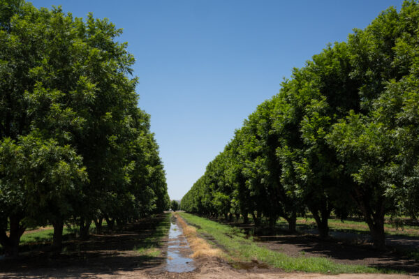 Pecans, Sahuarita, Arizona; 2023, July 1; 1:46pm © 2025 Jason Houge, All Rights Reserved