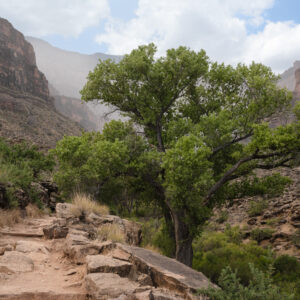 Bright Angel Trail, Grand Canyon, Arizona; 2024, June 23, 11:58am © 2025 Jason Houge, All Rights Reserved