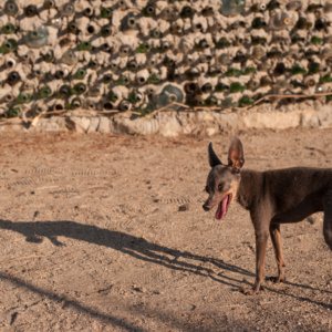East Jesus Chihuahua; Slab City, CA, 2018