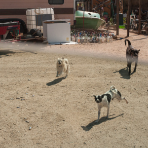 Slab Dogs; Slab City, CA 2018