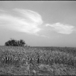 The cornfield near our home, 2012